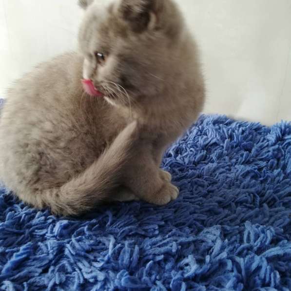 Британский мальчик в фото 5