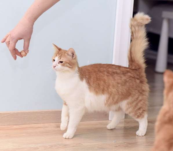 Шилопопый рыжий кот Шустрик ищет дом в Москве фото 3