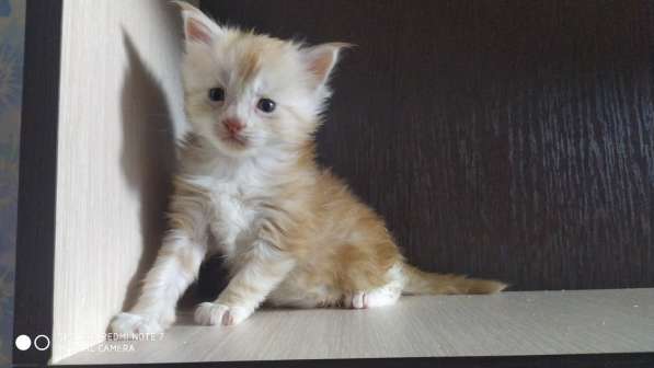 Котята Мейн-кун в Санкт-Петербурге