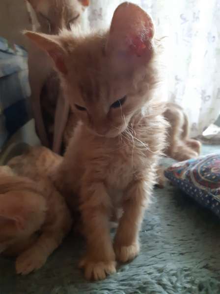 Сфинкс в Москве фото 11