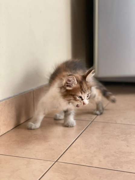 Котёнок девочка в Москве фото 12