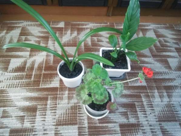 Комнатные растения в фото 4