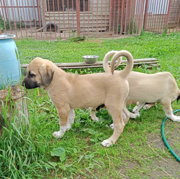 Щенки Кангальской овчарки в Москве фото 21