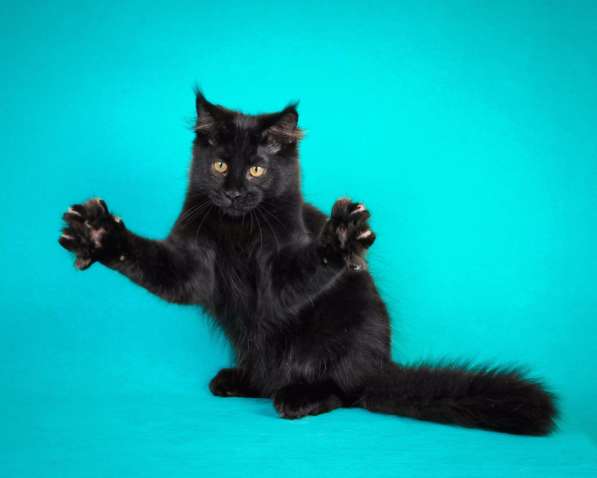 Котята мей-кун в Подольске фото 11