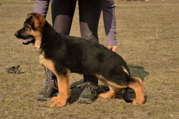 Щенки немецкой овчарки в фото 3