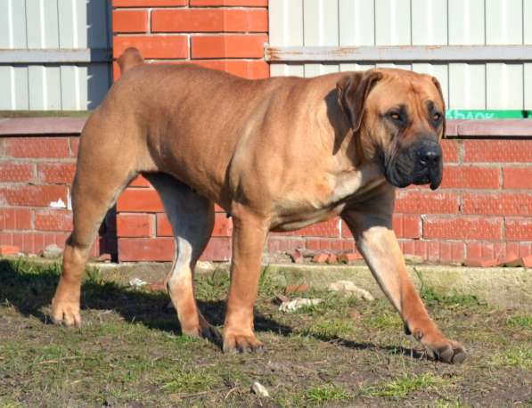 Щенки ЮА Бурбуля в Краснодаре фото 8