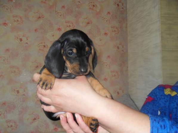 Породистые щенки карликовой таксы в Саратове фото 15