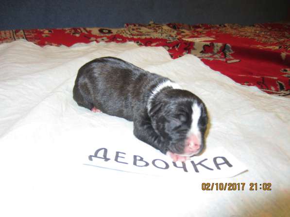 Щенки в Ульяновске фото 14