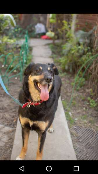 Красавица Лора в добрые руки в Москве фото 8