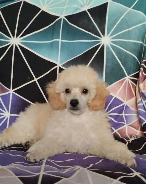 Пудель. Apricot