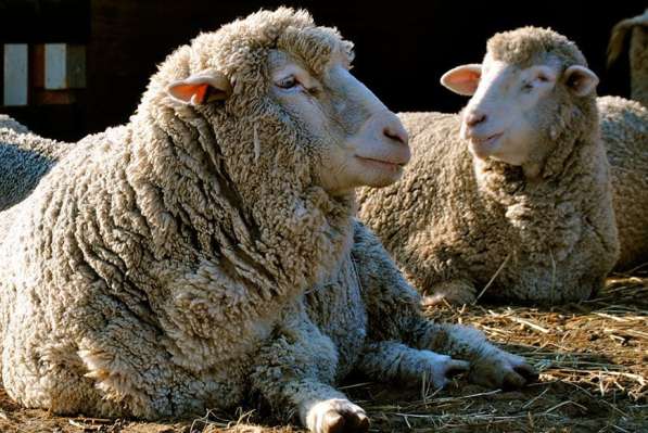 Племенные овцы Прекос (Скот из Европы класса Элита и Элита Р
