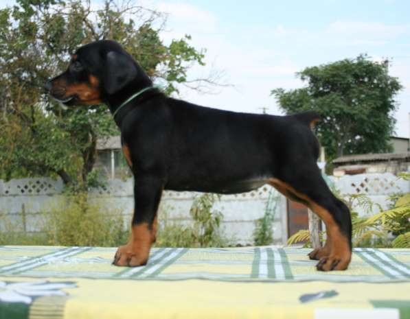 Продаются щенки добермана в Ростове-на-Дону фото 8