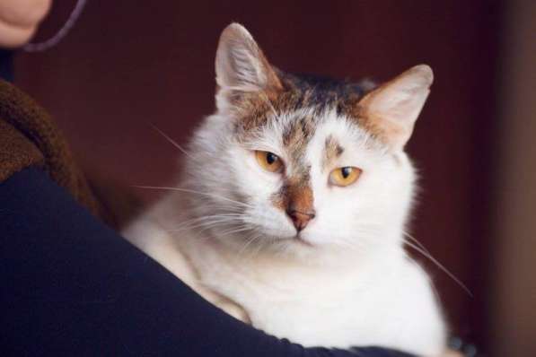 Кот Костя Московский ищет дом в Москве фото 3