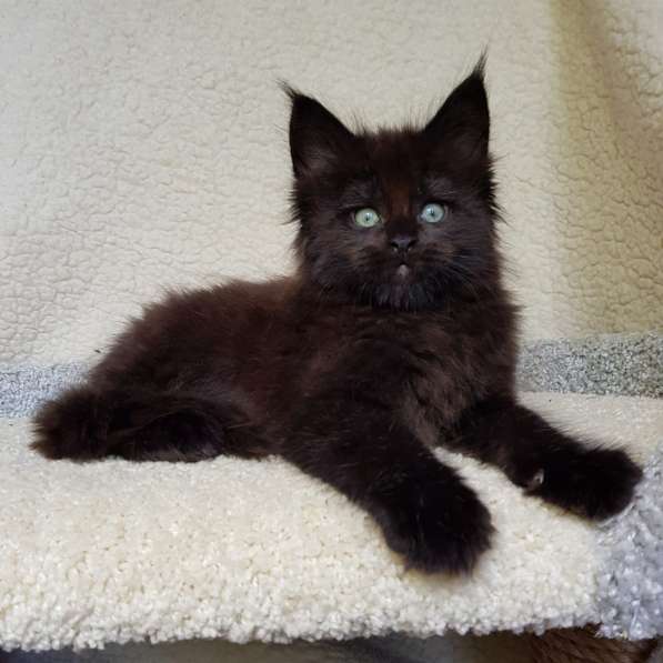 Котёнок мейн-кун в Москве фото 6