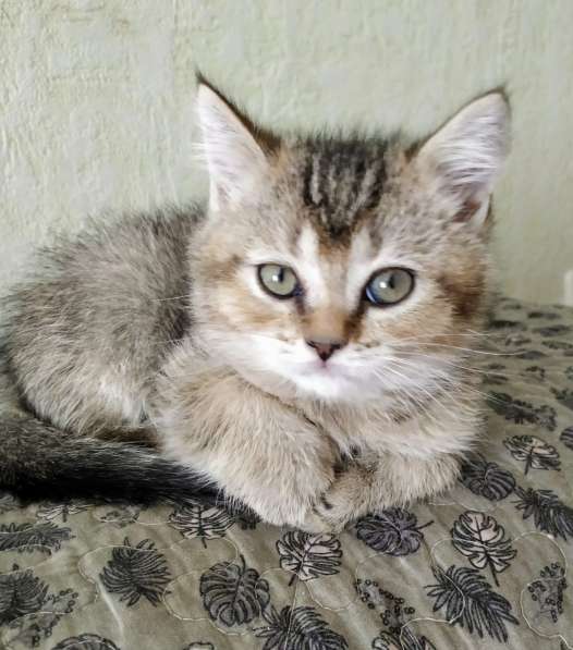 Шотландские котята в Москве фото 10