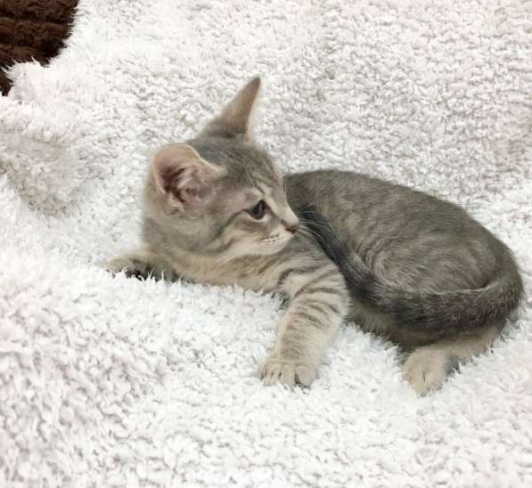 Котёнок в дар – малыш Матроскин в Москве фото 4