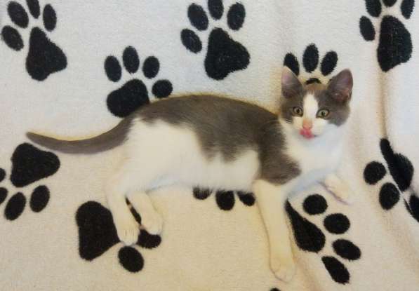 Ищет свое счастье котенок Ося! в Москве