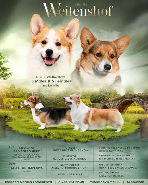 Щенки вельш корги пемброк из питомника в Москве фото 27