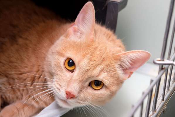 Славный Мартик ищет верного друга в Москве