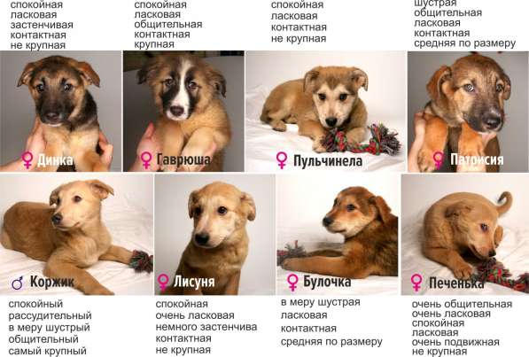 3 щенка метиса в добрые руки в Москве фото 12