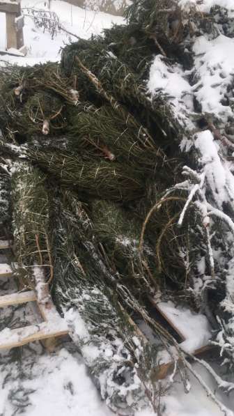 Живые новогодние елки в Ижевске