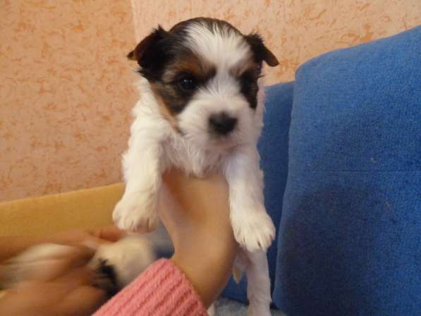 Бивер йоркширский терьер в Балаково фото 16