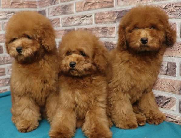 Poodle