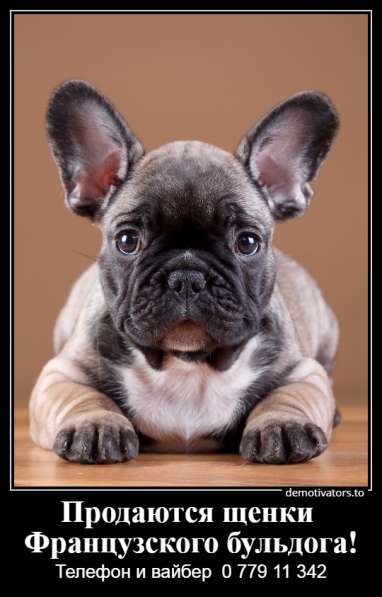 Очаровательные щеночки французского бульдога в фото 14