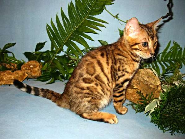 Бенгальский котенок из питомника