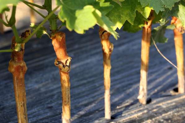 Саженцы винограда Аватара ОКС в фото 11