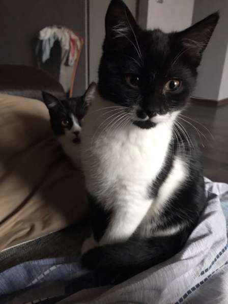 Отдам Бэтмена в добрые руки