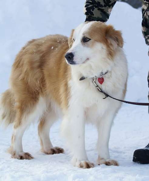 Умница и красавица Деми ищет дом! в Москве фото 12