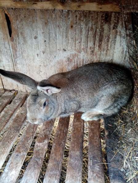 Кролики Серый великан в Конаково фото 3
