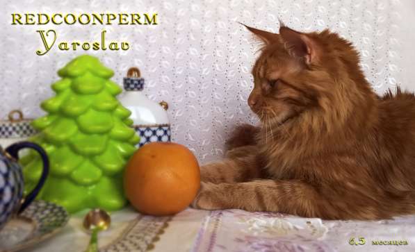 Кот мейн кун - Ярослав - красный солид в Перми фото 4