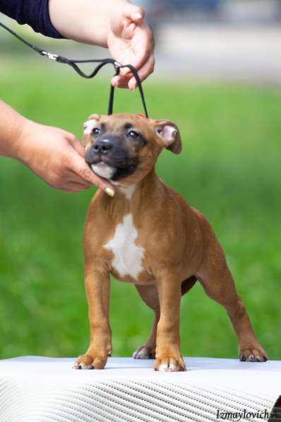 Продажа стаффбуля в Калининграде фото 5