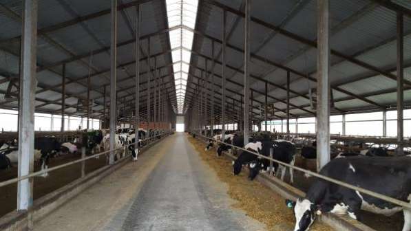 Молочно-животноводческая ферма на 2000 коров с молодняком на базе фермерского хозяйства