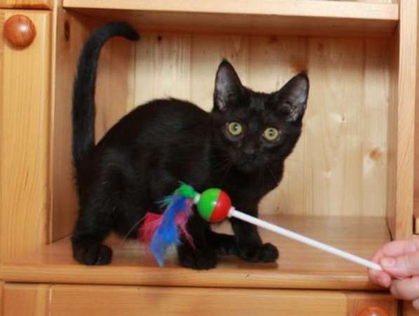 Котята в добрые руки. Рыжие девочки в Москве фото 25