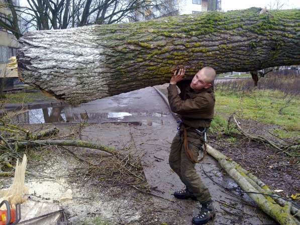 Спилить дерево в Москве
