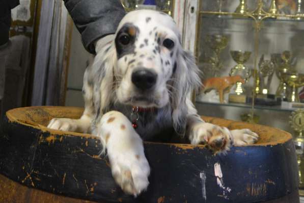 Английский сеттер щенки из элитного питомника в Москве фото 51