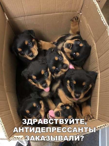 Элитные щенки ротвейлера в фото 6