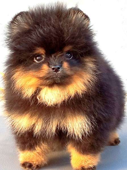 Померанский шпиц. Black tan в 