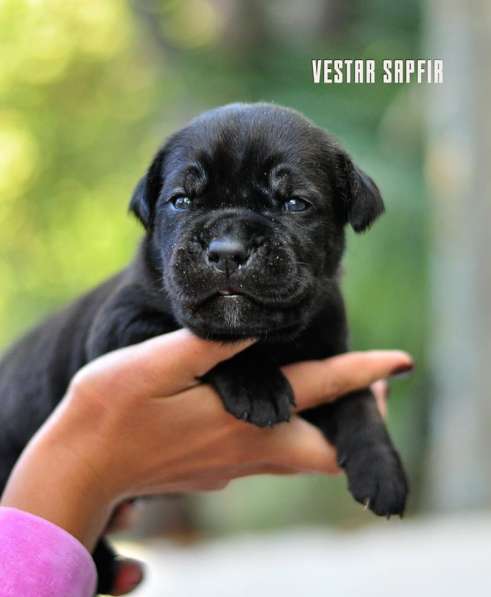 Кобель кане корсо в Симферополе фото 16