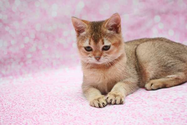 Кошечка Чара в Лобне фото 13