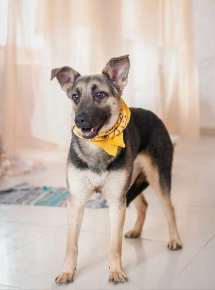 Добби мини овчарка