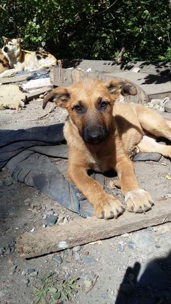 Щенки ищут хозяина в Красноярске фото 29