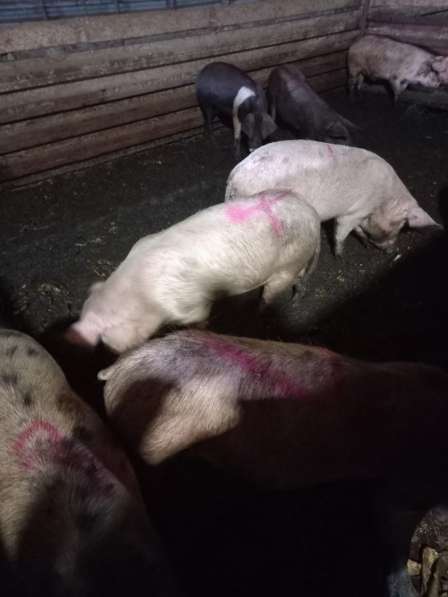Продаю свиней в Туле фото 4