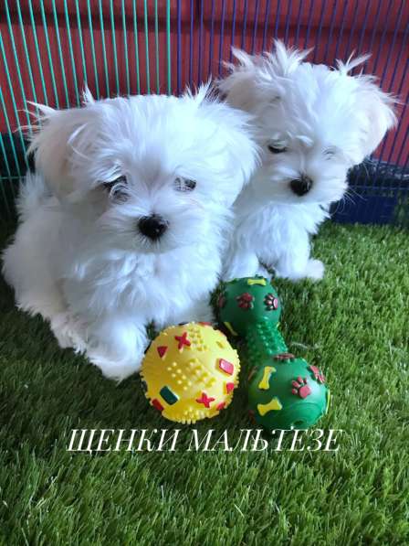 Шенки мальтезе. Мальтийская болонка в Екатеринбурге фото 12