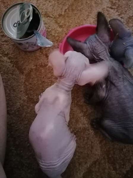 Канадский сфинкс в Краснодаре фото 16