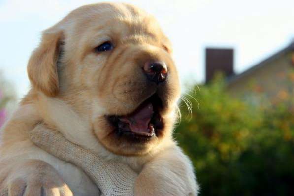 Щенки ЛАБРАДОР РЕТРИВЕР клубные сент. 2015 в Санкт-Петербурге фото 3