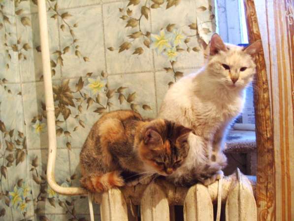 Кошечки в добрые руки! в Москве фото 7